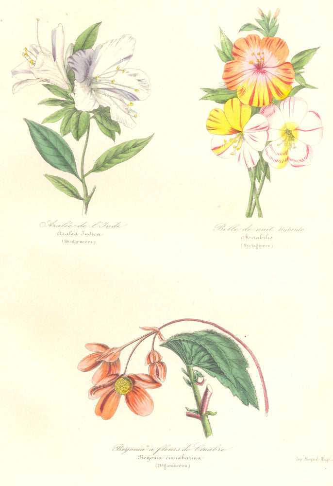 INDE.Azalée,azalea indica;Belle nuit,mirabilis;Begonia cinabre,cinnabarina 1852